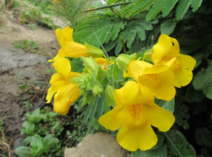 Yellow Monkeyflower